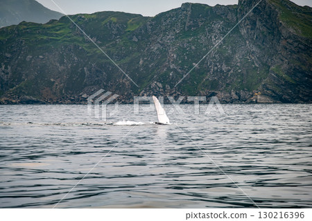 Humpback Whale, Megaptera novaeangliae, flipper flapping in Donegal Bay, Ireland 130216396