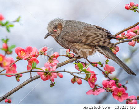 Bokeh花和歌手 130216436