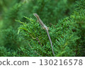 A lizard I saw in the greenery 130216578