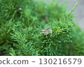 A lizard I saw in the greenery 130216579