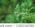 A lizard I saw in the greenery 130216580