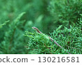 A lizard I saw in the greenery 130216581