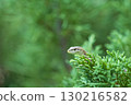 A lizard I saw in the greenery 130216582