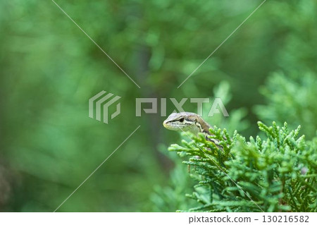 A lizard I saw in the greenery A lizard I saw in the greenery 130216582