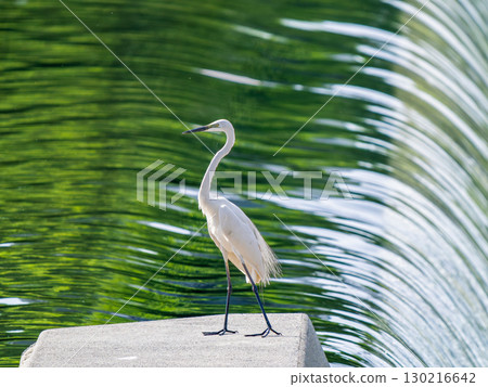 水邊的雛菊 130216642