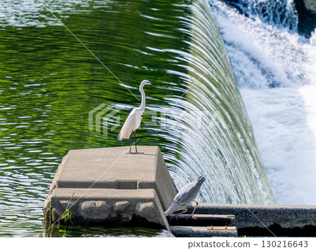 水邊的雛菊 130216643