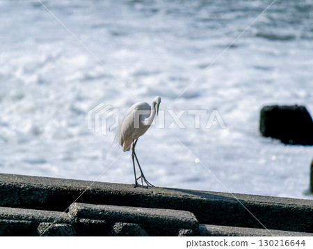 水邊的雛菊 130216644