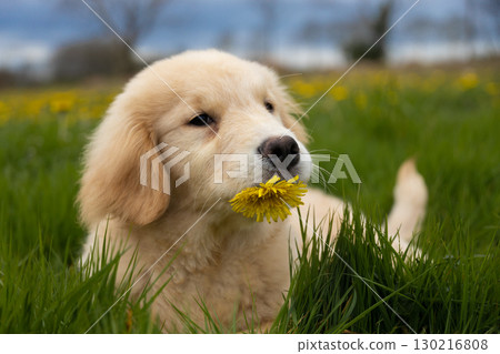 Cute golden retriever puppy sitting on green grass with yellow dandelion flower in mouth, spring outdoor portrait. 130216808