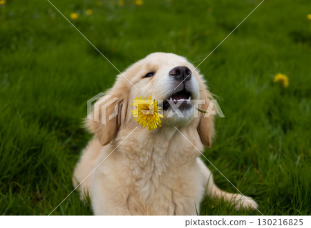 Cute golden retriever puppy sitting on green grass with yellow dandelion flower in mouth, spring outdoor portrait. 130216825