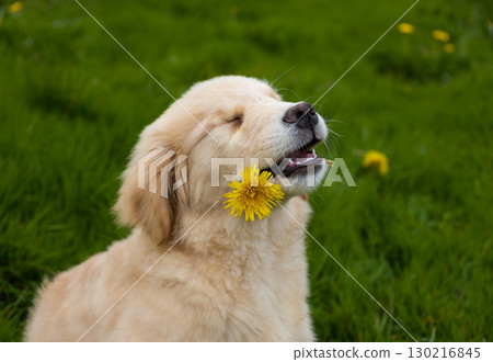 Cute golden retriever puppy sitting on green grass with yellow dandelion flower in mouth, spring outdoor portrait. 130216845