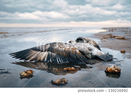 Dead gull on oil-stained beach underscores pressing pollution crisis in coastal areas Dead gull on oil-stained beach underscores pressing pollution crisis in coastal areas 130216892