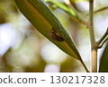 Cicada shells on the underside of leaves 130217328