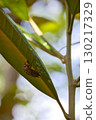 Cicada shells on the underside of leaves 130217329