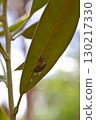 Cicada shells on the underside of leaves 130217330