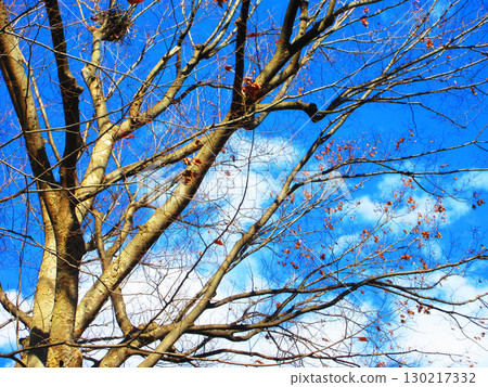 Winter trees and blue sky Winter trees and blue sky 130217332