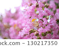 The beautiful pink of crape myrtle 130217350