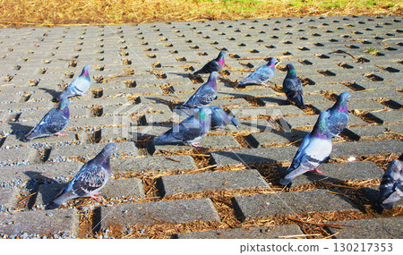 A scene of rock pigeons gathering on the riverbank A scene of rock pigeons gathering on the riverbank 130217353