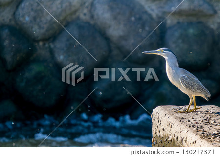 Hydrangea walking on the ground 130217371