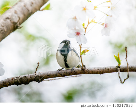 櫻花和山雀 130217853