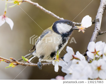 Cherry blossoms and tit 130217863