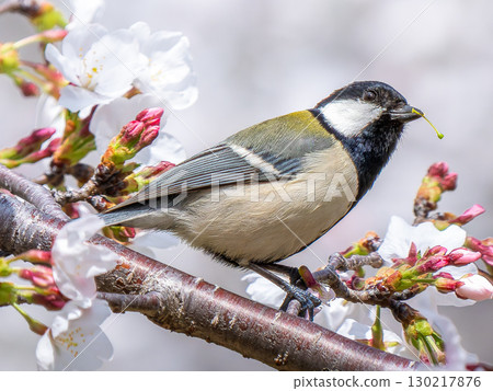 Cherry blossoms and tit Cherry blossoms and tit 130217876
