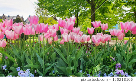 Pink tulips on the street with nature background. Mother's Day, Easter, Valentine's Day. Spring flowers in the city. 130218166