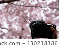 Taking a picture of a cherry tree 130218386
