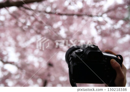 Taking a picture of a cherry tree 130218386