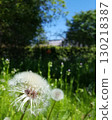 White dandelion fluff 130218387