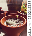 Succulents growing from potted plants 130218388
