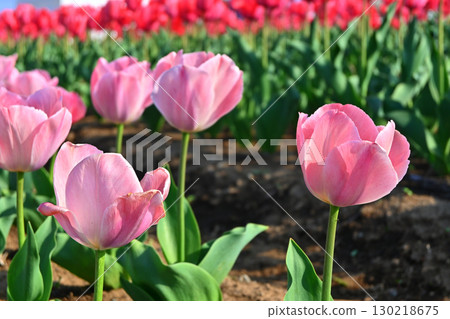 Pink and red tulip field Pink and red tulip field 130218675
