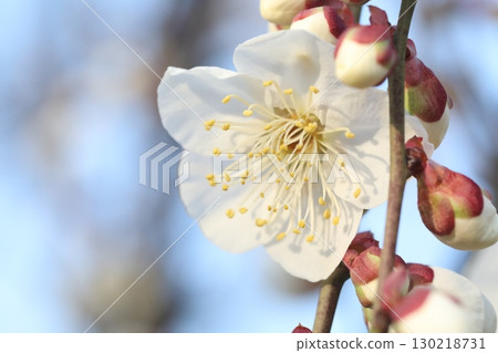 white plum blossom white plum blossom 130218731