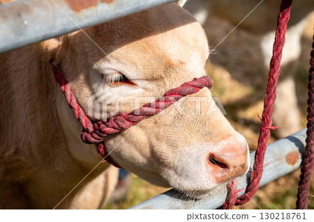 Close up of cute cow with red rope Close up of cute cow with red rope 130218761