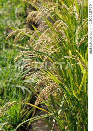 結果的水稻穗 結果的水稻穗 130218769