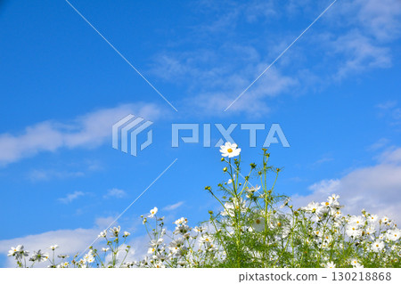Autumn white cosmos Autumn white cosmos 130218868