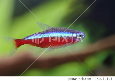 Beautiful red cardinal tetra in aquarium 130219141