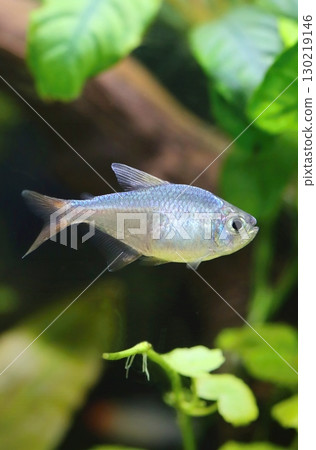 Blue red colombian tetra fish in aquarium Blue red colombian tetra fish in aquarium 130219146