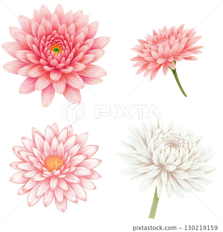 雛菊 雛菊 130219159