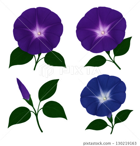 牽牛花花 130219163