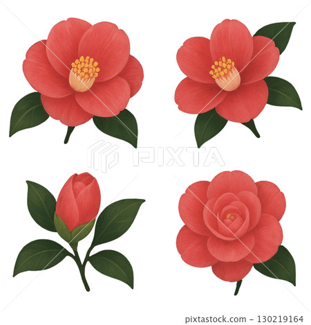 Camellia flower Camellia flower 130219164