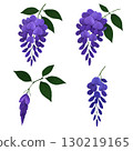  Wisteria flowers 130219165