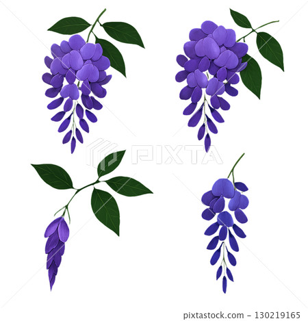 Wisteria flowers Wisteria flowers 130219165