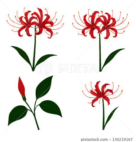 群集孤挺花 130219167