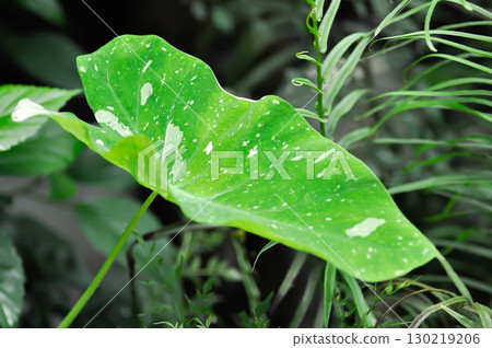Colocasia milky way or Colocasia variegated or bicolor leaf 130219206