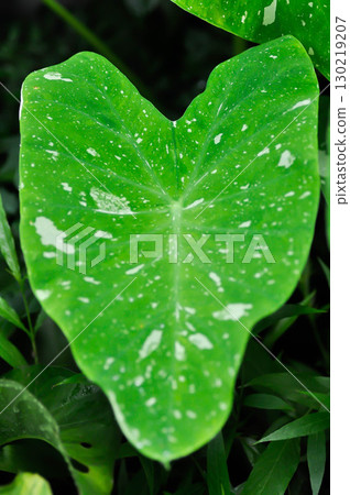 Colocasia milky way or Colocasia variegated or bicolor leaf Colocasia milky way or Colocasia variegated or bicolor leaf 130219207