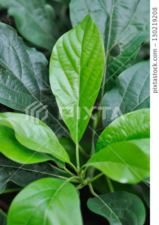 Persea americana Mill or Avocado plant , avocado tree or Lauraceae or Persea gratissima plant Persea americana Mill or Avocado plant , avocado tree or Lauraceae or Persea gratissima plant 130219208