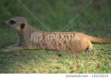 A meerkat stretching out and resting 130219224