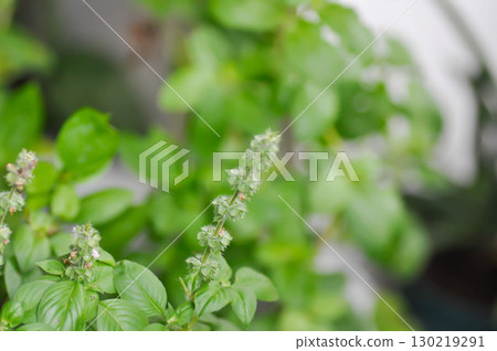 Ocimum basilicum Linn, Sweet Basil orThai Basil or LABIATAE or LAMIACEAE plant Ocimum basilicum Linn, Sweet Basil orThai Basil or LABIATAE or LAMIACEAE plant 130219291