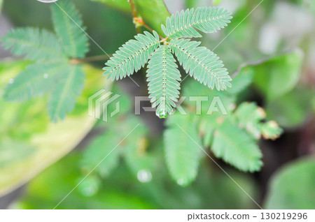 Sensitive plant , Shameplant or Sleeping grass or Mimosa hispidula Kunth or Mimosa pudica L or weed 130219296