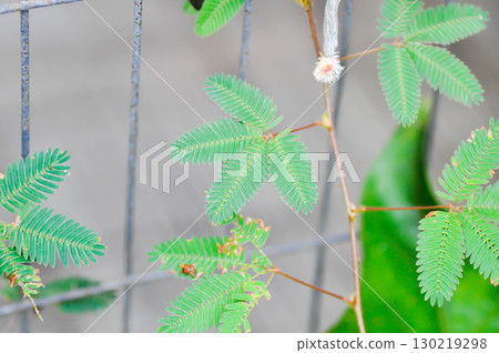 Sensitive plant , Shameplant or Sleeping grass or Mimosa hispidula Kunth or Mimosa pudica L or weed Sensitive plant , Shameplant or Sleeping grass or Mimosa hispidula Kunth or Mimosa pudica L or weed 130219298
